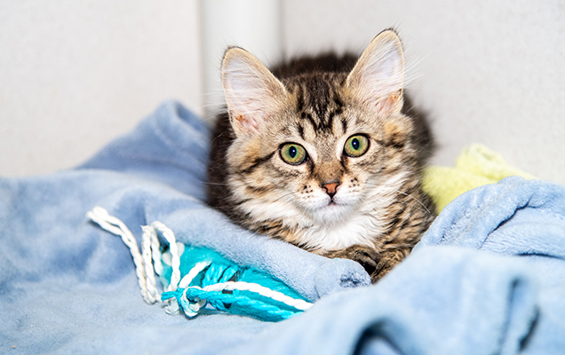 nutmeg on blue blanket